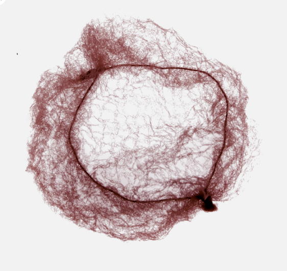 DEWAL, CE104 Сеточка для прически, темно-коричневая 2 шт/уп